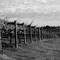 Yarra Valley vineyards