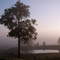 Misty morning near Box Hill