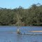 Longneck Lagoon
