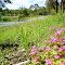 Maraylya , blooms on roadside  ...