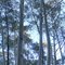 Tall Trees