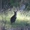 Male Common Wallaroo Macropus robustus