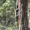 Lace Monitor Varanus varius  1m