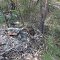 Tachyglossus aculeatus Short Beaked Echidna