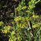 Pimelea curviflora sericea (Thymelaeaceae), flowering stems