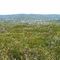 Heathlands