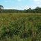 swamp in upper Farmers Creek