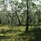 black sally - apple box - ribbon gum grassy forest
