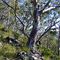 Woodland or open forest of E. rossiii with open midlayer and dense groundcover amongst large quartzite rocks