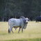 Brahman Bull, glad of the fence between me and this beefy fellow :)
