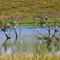 Spoonbills nesting