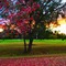 Dunheved Golf Course 枫叶