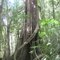 in Wanganui Gorge