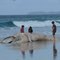 Dead whale on South Golden Beach
