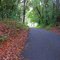 Minyon Falls Road