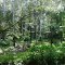Woodland;