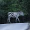 Zebrastreifen in der Medina Ranch