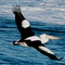 Pellican in flight