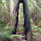 Burned tree (Still healthy)
