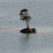 Tiny island