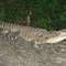 duea croc aka water dragon