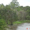 Bird Colony in Palmwoods
