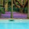 The Jacaranda and the pool....