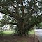 Eumundi Street-Queensland- January- 2012