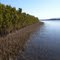 Shoalhaven Riverwatch Mangrove Plantation at Numbaa