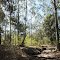 Shoalhaven sandstone forest