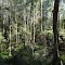 Shoalhaven sandstone forest