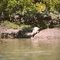 proserpine river saltwater crocodile