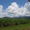 Sugarcane