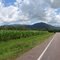 Sugarcane