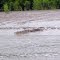 Proserpine River Freshwater Crocodile