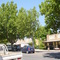Midw_S2_Tree17