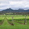 Louee Wines
