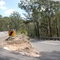 Hairpin at Galston Gorge
