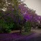 Purple Rain