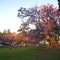 Rockdale. Hogben Park. Jacaranda trees.