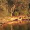 Royal National Park: Angophora lit by dawn