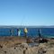 fishing Bonito