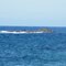 Reef at Bass point