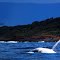 whale