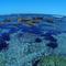 Kurnell point, Looking at cronulla