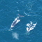 Migrating Whales