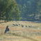 Emu's near Blowering Dam