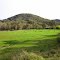 Field near Tumut, NSW