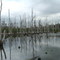 The Dead Forest