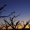 Sunset in the Orchard
